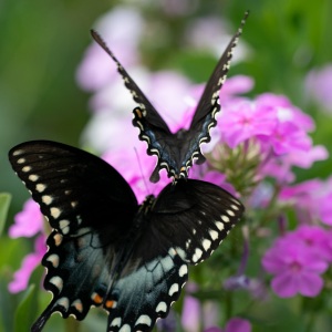 Eastern Black Swallowtails