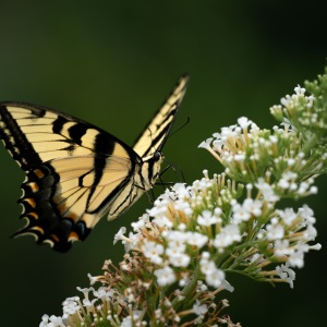 Eastern Tiger Swallowtail