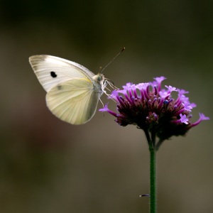 Cabbage White