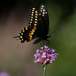 Spicebush Swallowtail