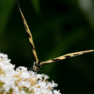 Eastern Tiger Swallowtail