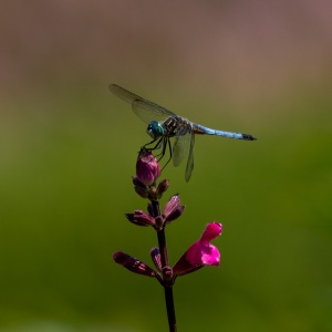 Blue Dasher