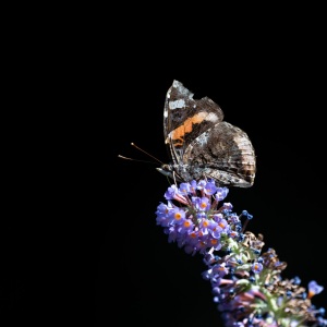 Painted Lady