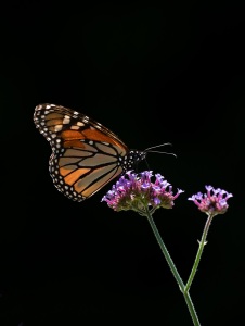 Monarch