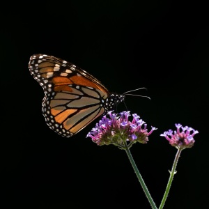 Monarch