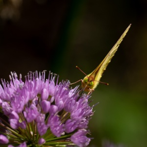 Clouded Sulphur