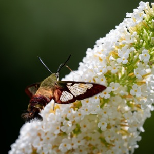 Hummingbird Clearwing moth