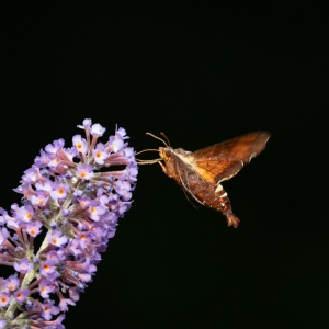 Nessus Sphinx moth