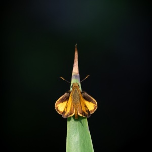 Small Skipper