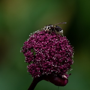 Bald-faced Hornet