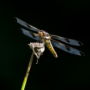 Twelve-spotted Skimmer