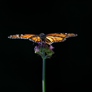 Monarch