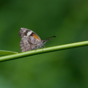 American Snout