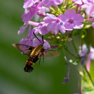 Snowberry Clearwing moth