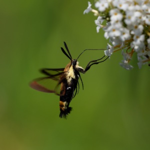 Snowberry Clearwing moth