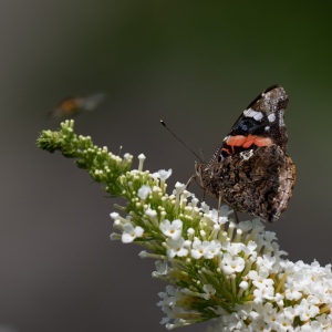 Painted Lady