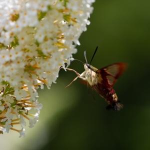 Hummingbird Clearwing moth