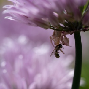 Crab spider camo