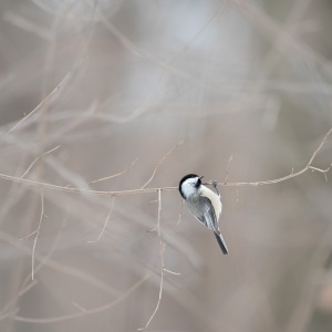 Black-capped Chickadee