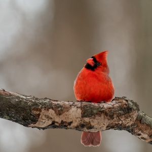 Mr. Northern Cardinal