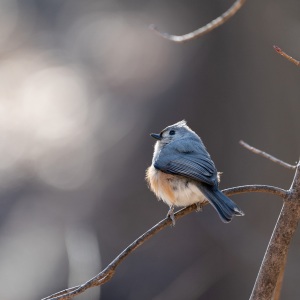 Tufted Titmouse