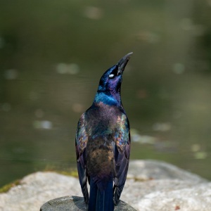 Common Grackle cackles