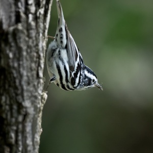 Black and White Warbler