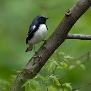 Black-throated Blue Warbler