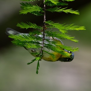 Northern Parula peekaboo