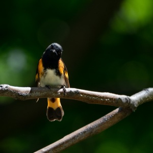 Mr. American Redstart