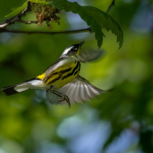 Mr. Magnolia Warbler