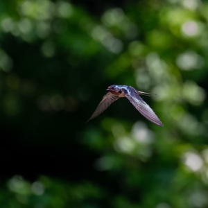 Barn Swallow