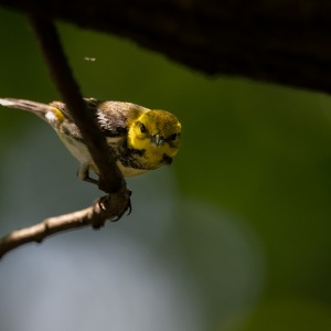 Black-throated Green Warbler