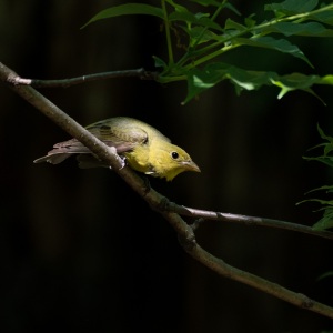 Ms. Scarlet Tanager