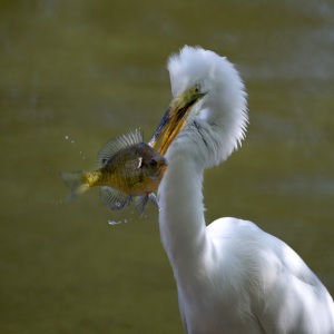 Great Egret snack