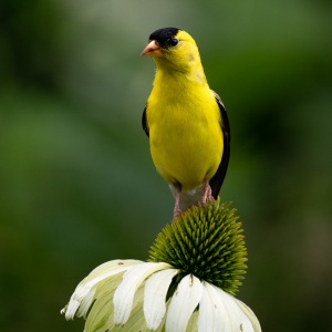 Mr. American Goldfinch