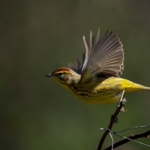 Palm Warbler launch