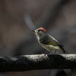 Mr. Ruby Crowned Kinglet rocks