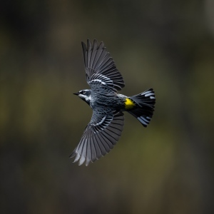 Mr. Yellow Rumped Warbler (aka Butterbutt)