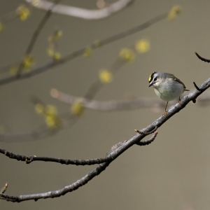 Golden Crowned Kinglet