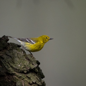 Mr. Pine Warbler pauses