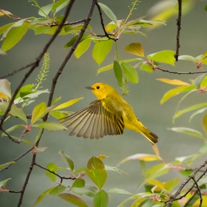 Mellow Yellow (Warbler)