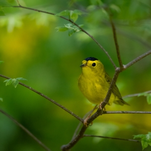 Mellow yellow, Wilson's Warbler edition