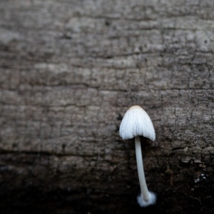 Shroom-10