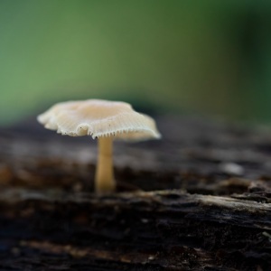 Shroom-2