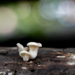 Shroom-6