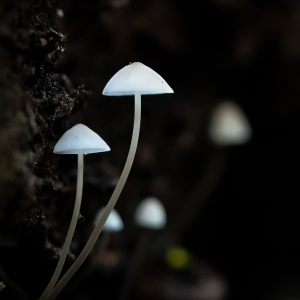 Shroom-8